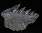 Fossil Cow Shark (Notorynchus) Tooth - South Carolina #12958-1